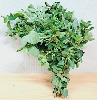 Oregano FRESH (LOCAL)